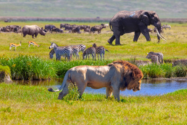 Mixed wildlife scene with lion, elephant, zebras and other animals
