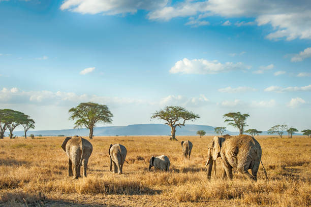 Elephant family in northern Tanzania savanna