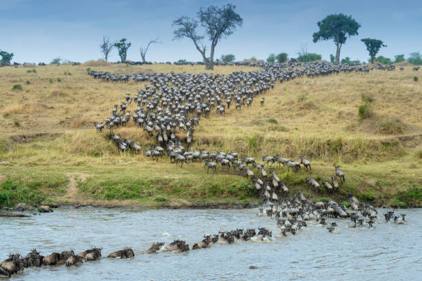 Great Migration - wildebeest crossing river in massive herds