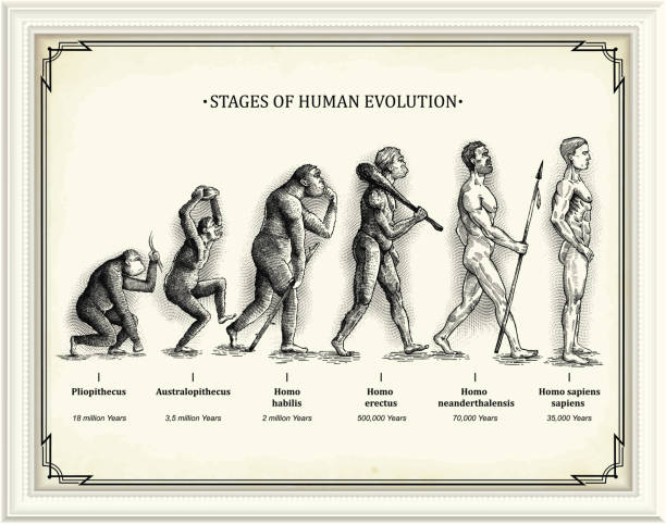 Stages of Human Evolution — Pliopithecus to Homo sapiens