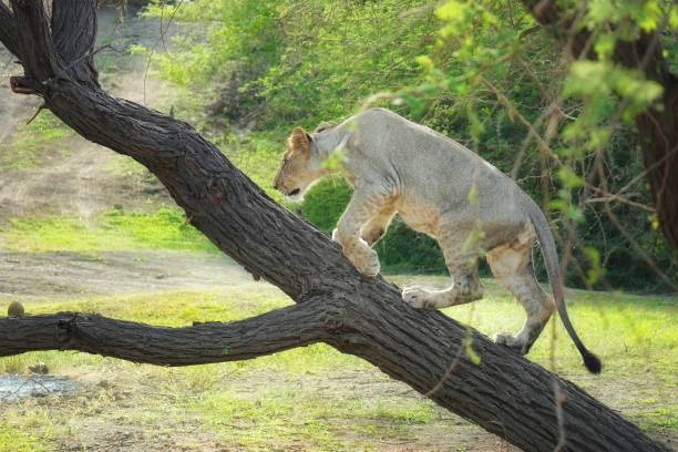 Lake Manyara