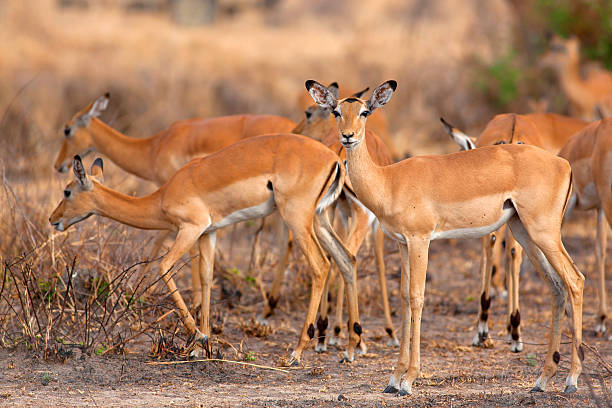 Arusha NP