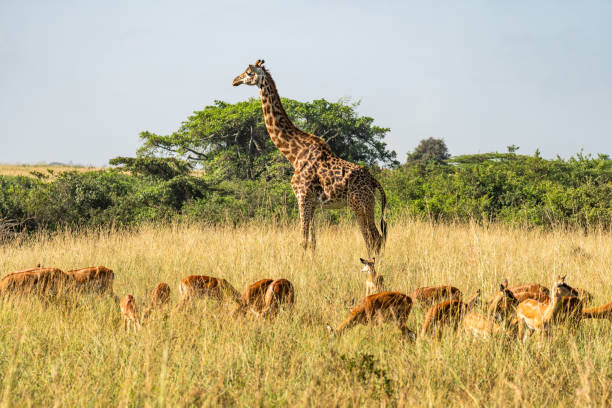 Giraffe and impalas in Nyerere National Park