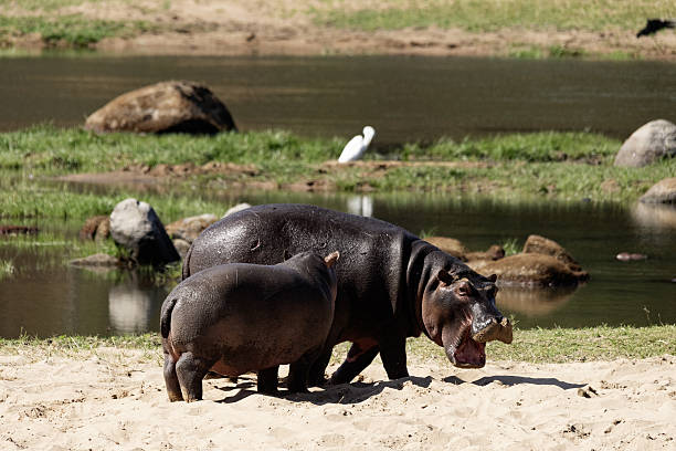 Hippos in Ruaha National Park