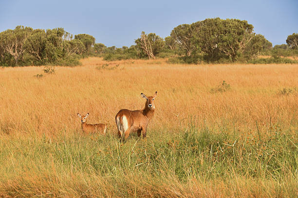 Akagera National Park