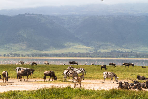 Ngorongoro