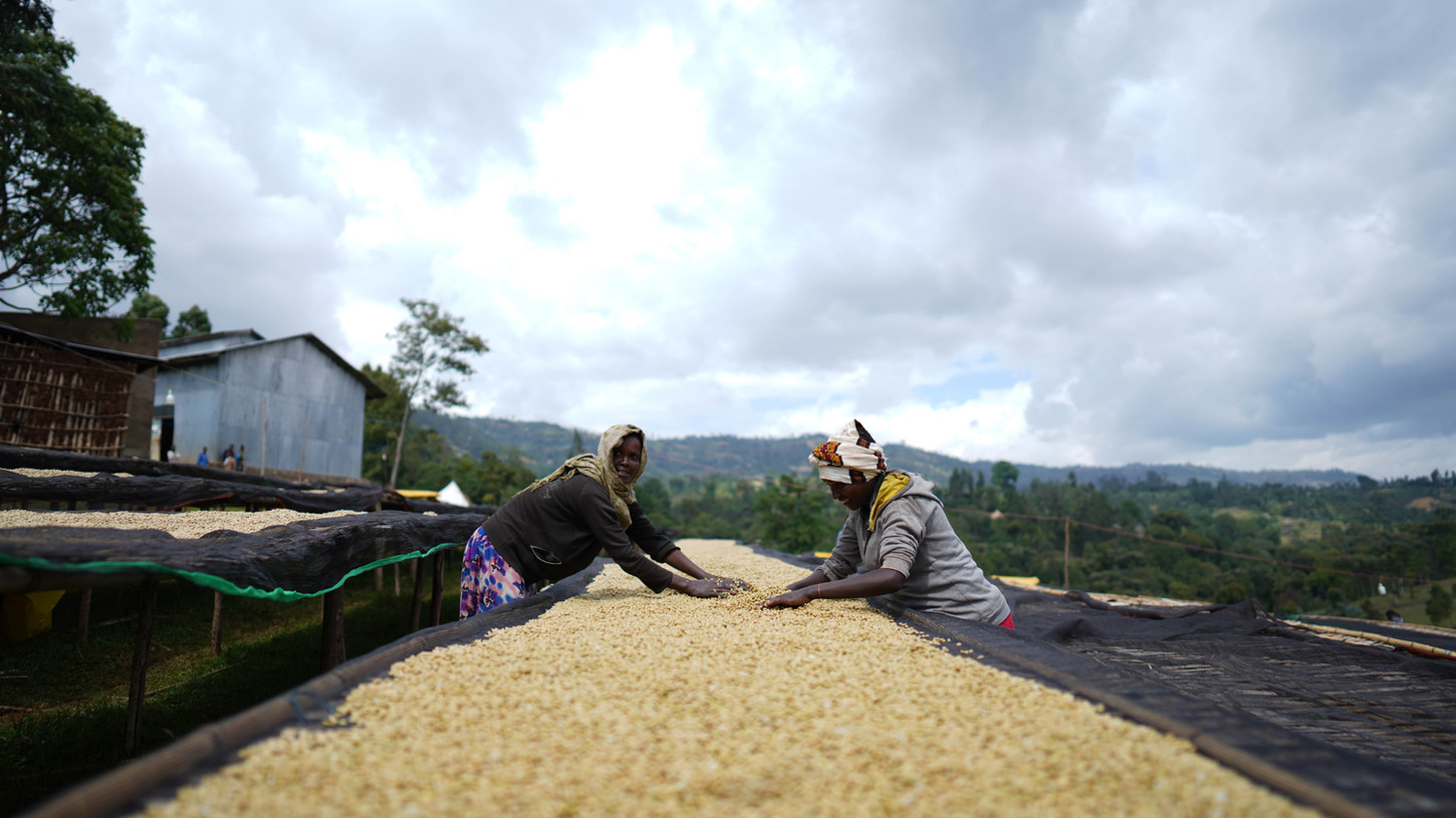 Workers turning coffee on raised drying beds in Jimma, Ethiopia