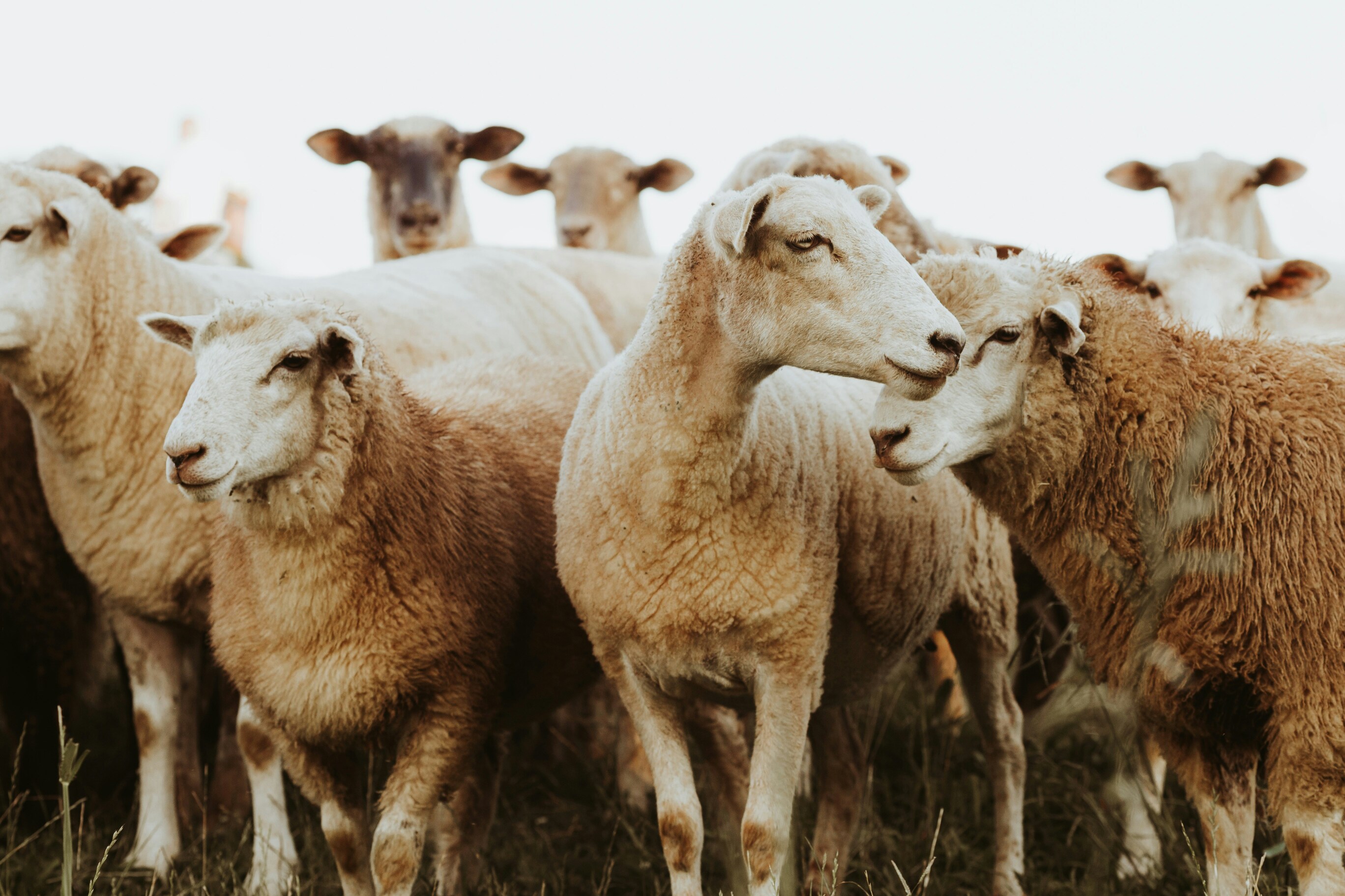 Flock of sheep standing together in a field