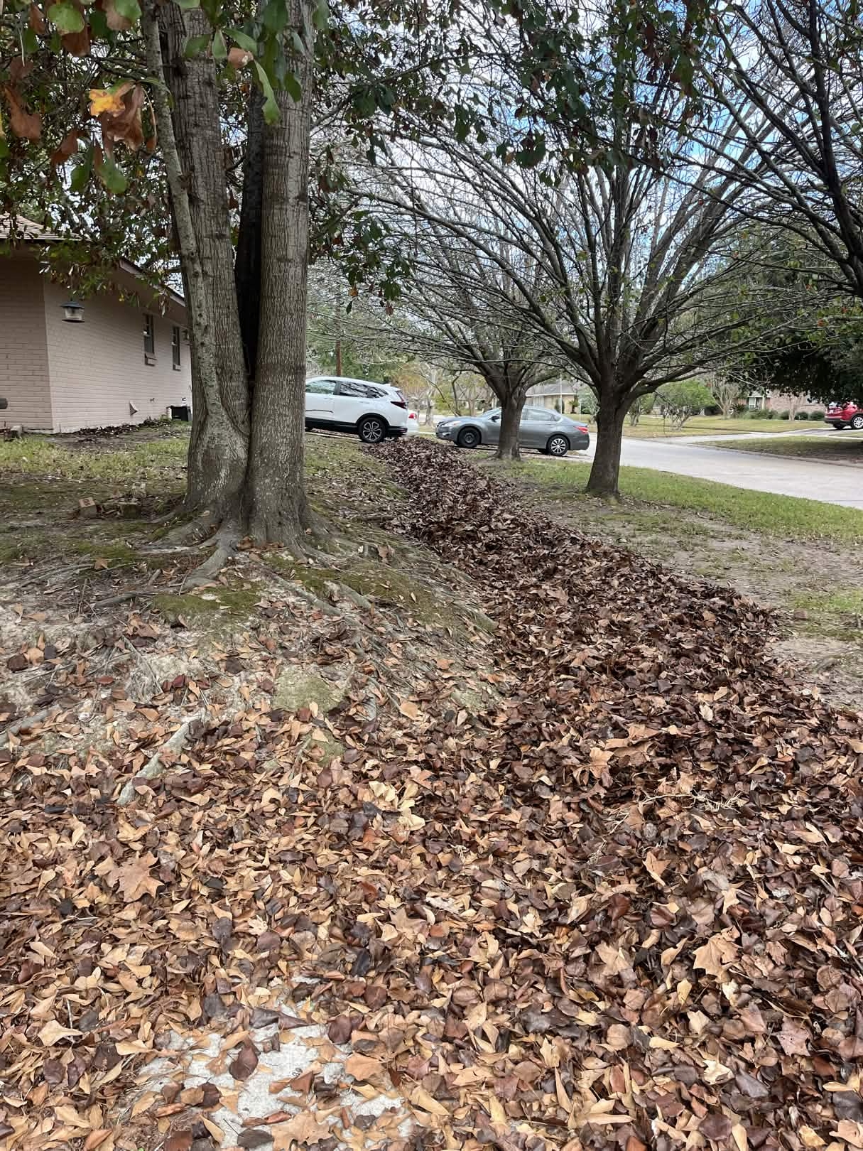 Leaf and Debris Cleanup - Before