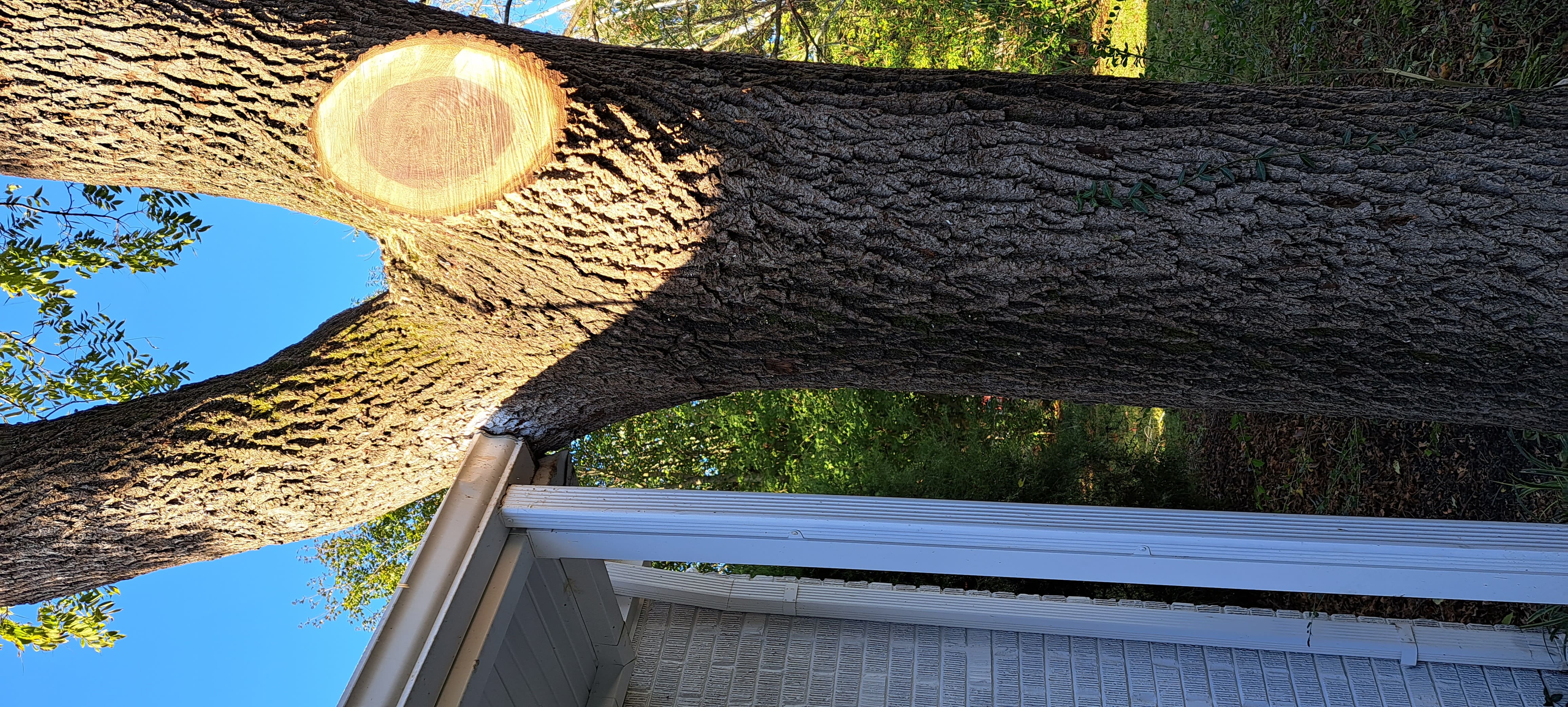 Large tree removal near house Nashville - clean cut branch