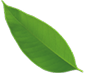 Leaf decoration