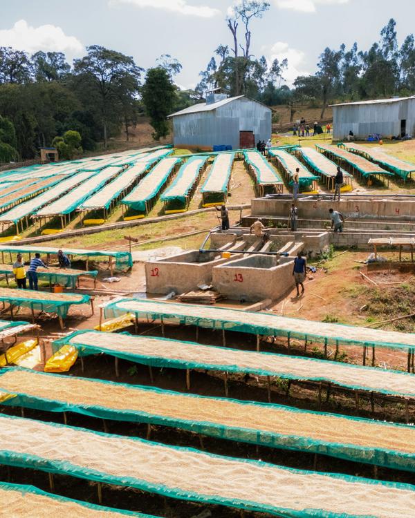 Warka Coffee processing at origin in Limu, Ethiopia