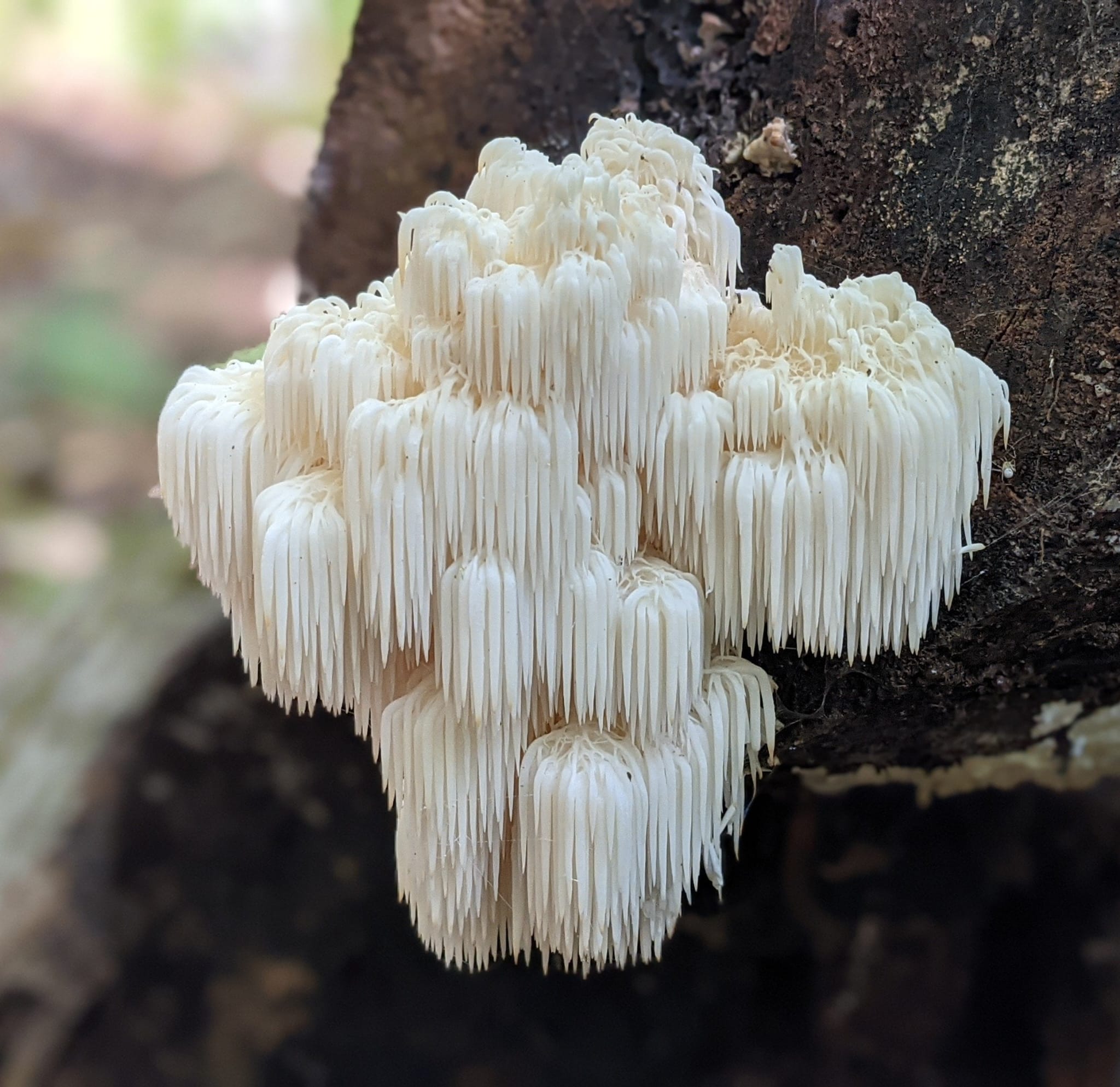 Lion's Mane