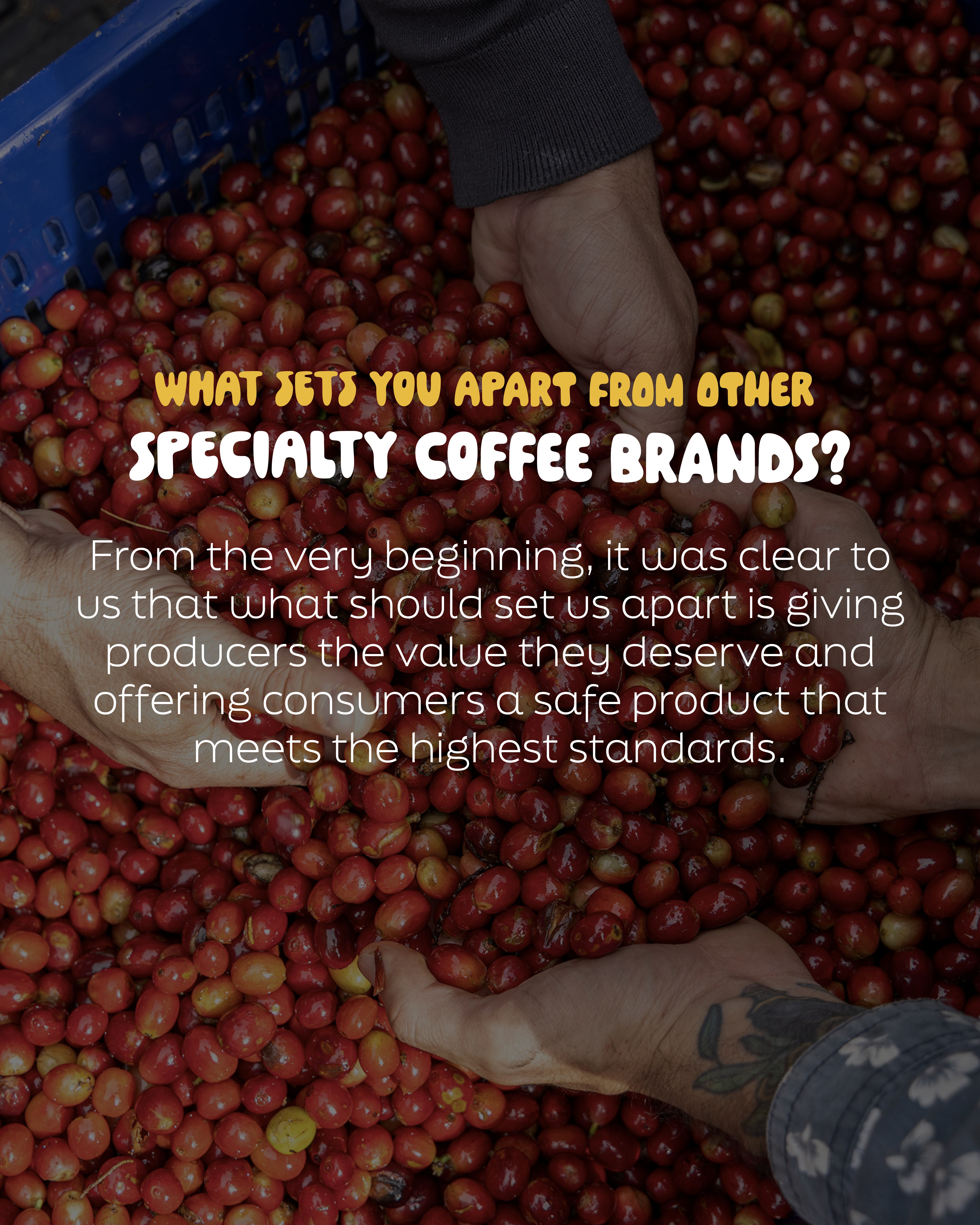 Sorting coffee cherries