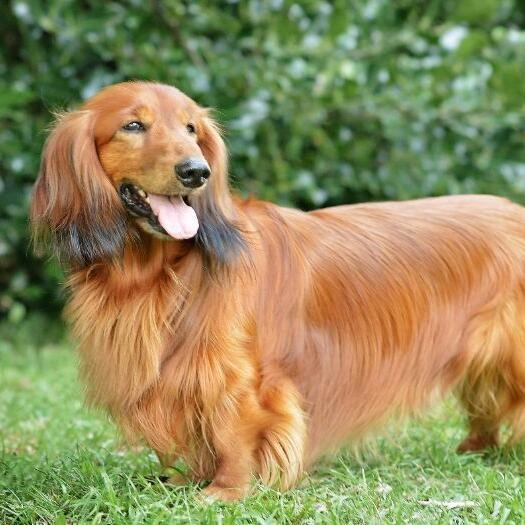 How Much Exercise Does a Dachshund Need? Daily Activity Guide