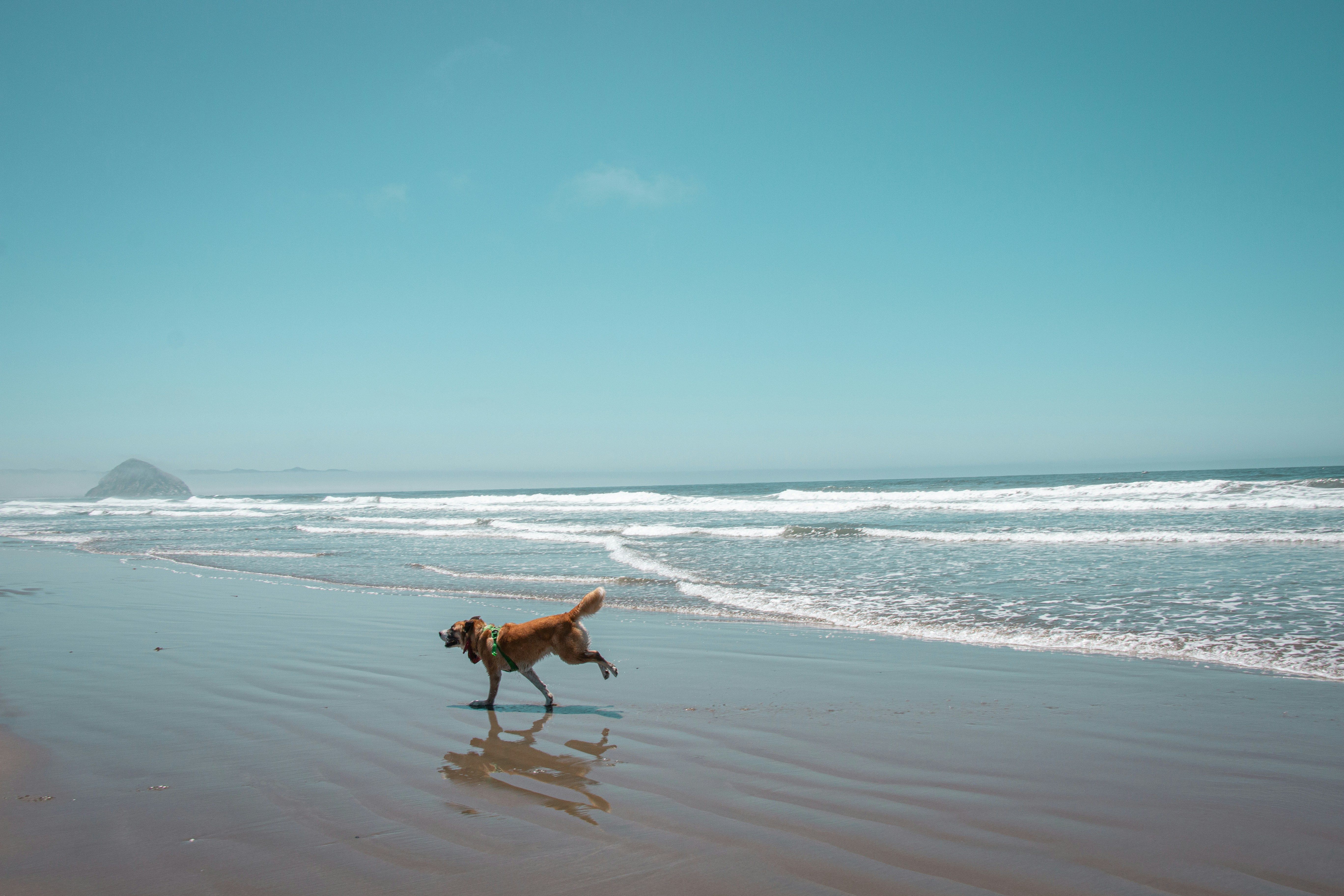 Brown dog trotting along a wet beach with teal surf behind