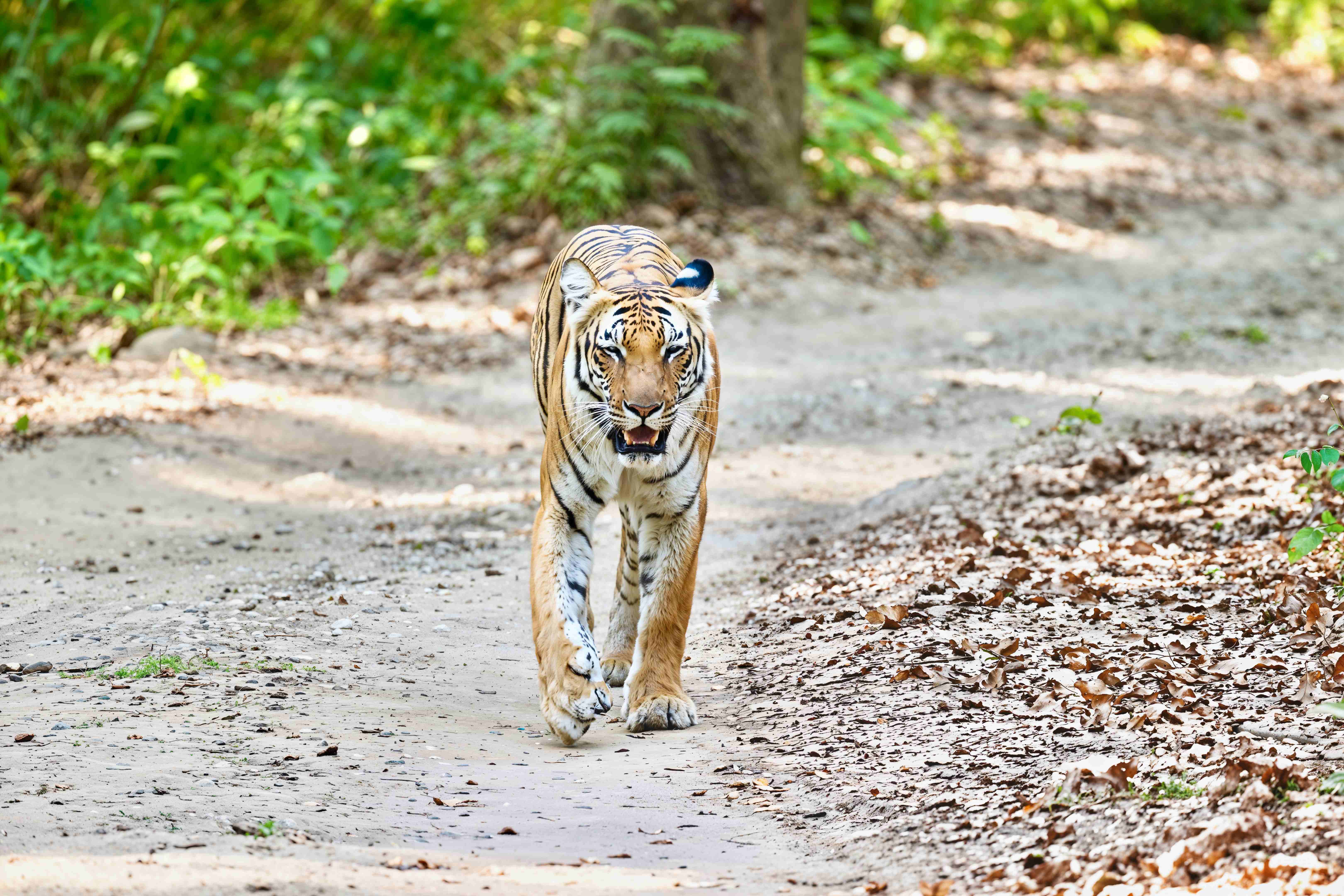 Bengal tiger in forest