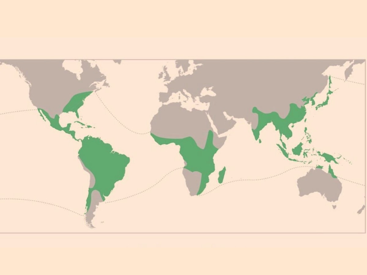Distribuição Global