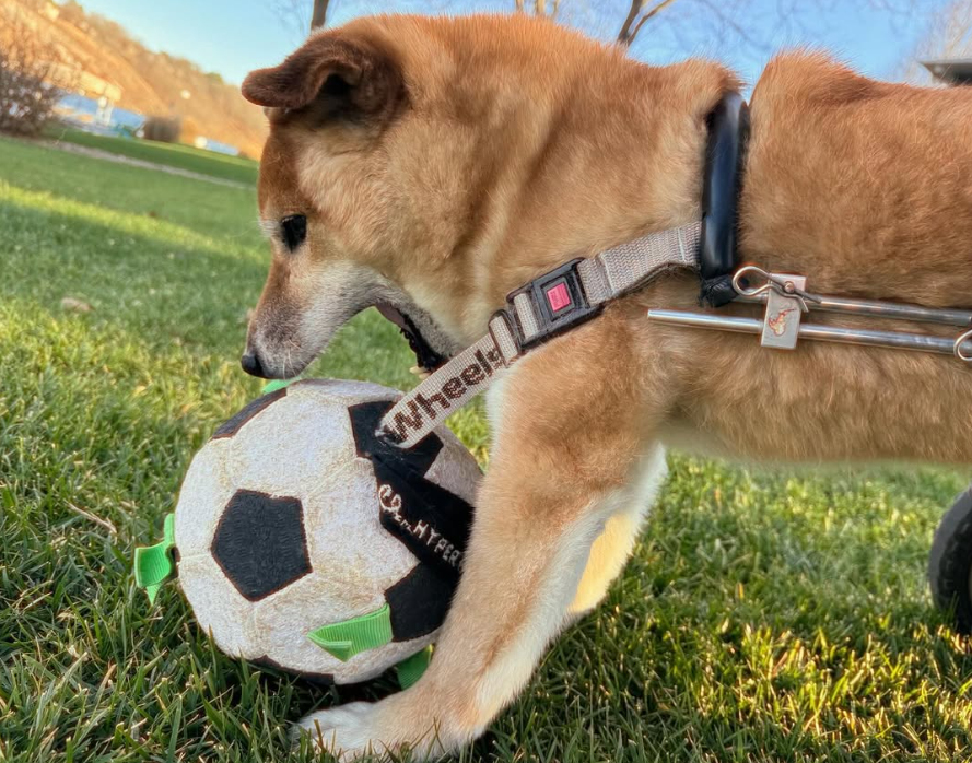 Wheelchair Shiba community image 1
