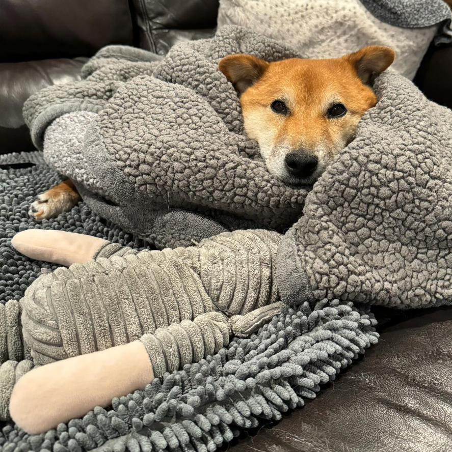Wheelchair Shiba community image 2