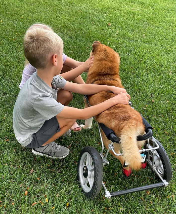 Child petting Wheelchair Shiba