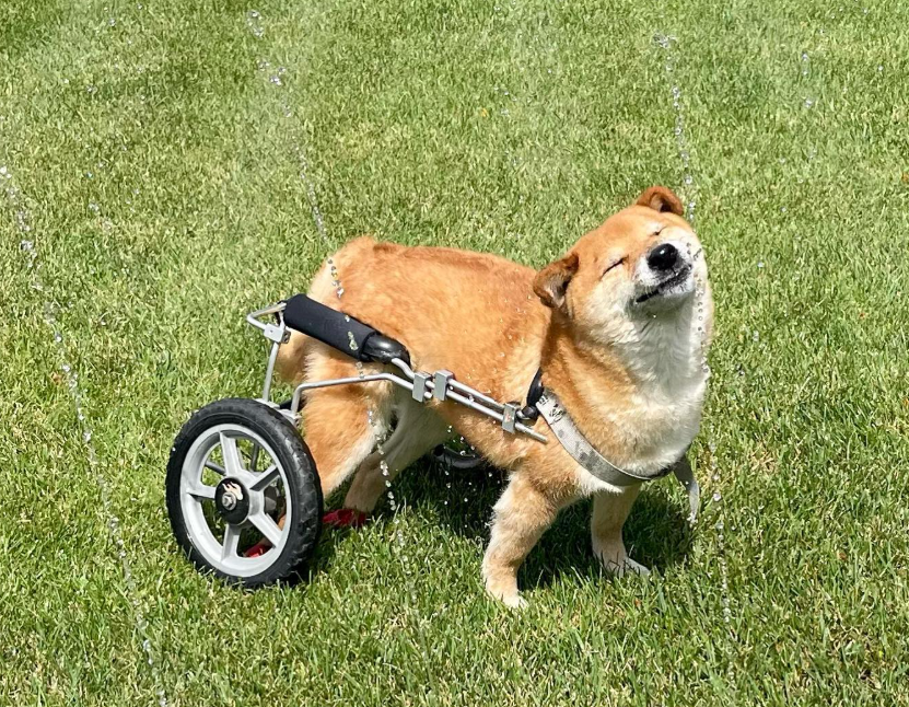 Wheelchair Shiba community image 3