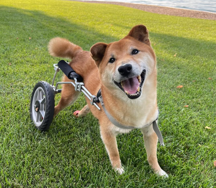Wheelchair Shiba Inu smiling