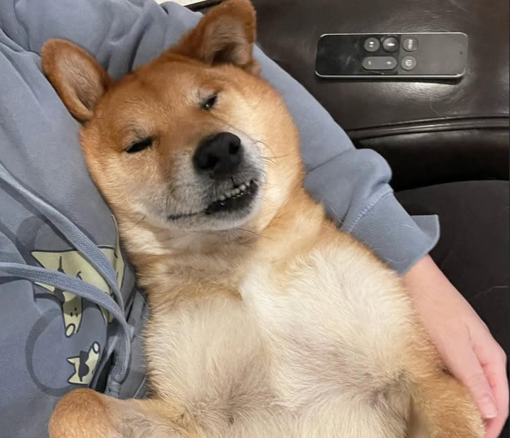 Wheelchair Shiba community image 4