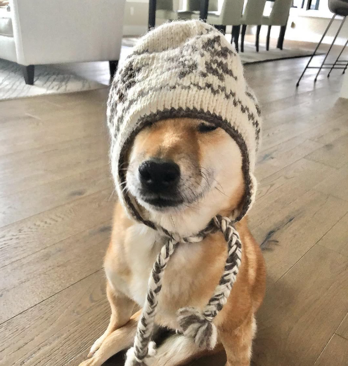 Wheelchair Shiba community image 5
