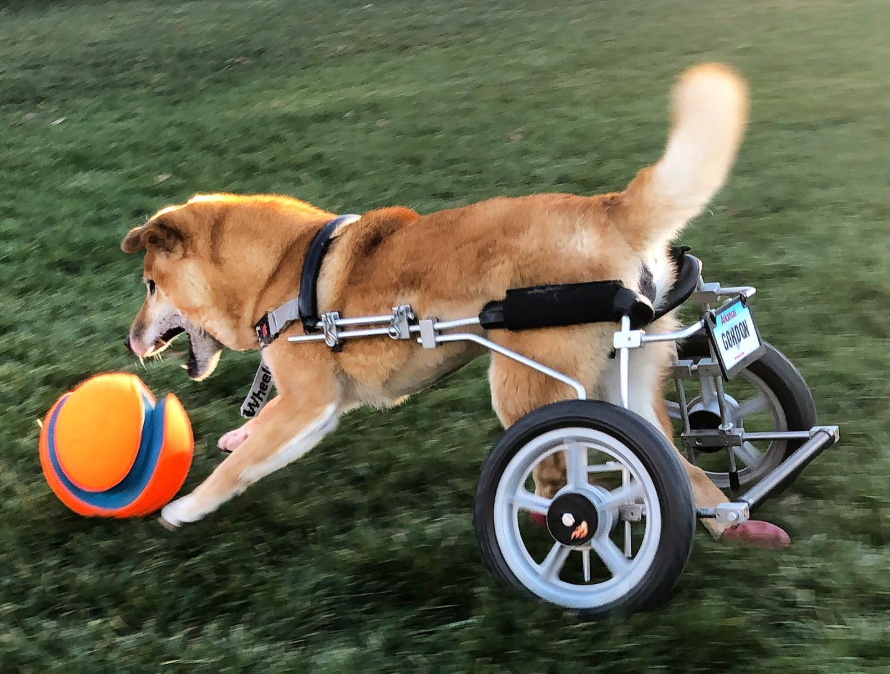 Wheelchair Shiba running with ball