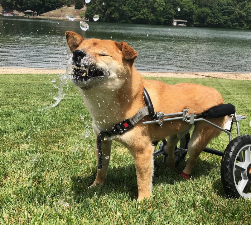 Wheelchair Shiba community image 6