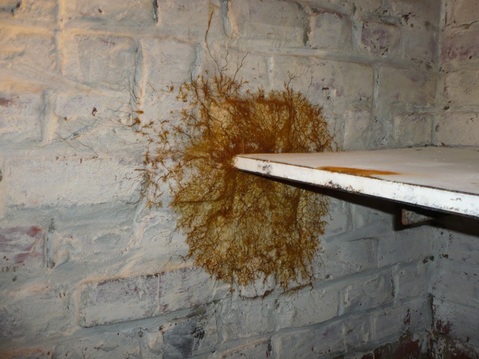 Mycelium de merule en cave