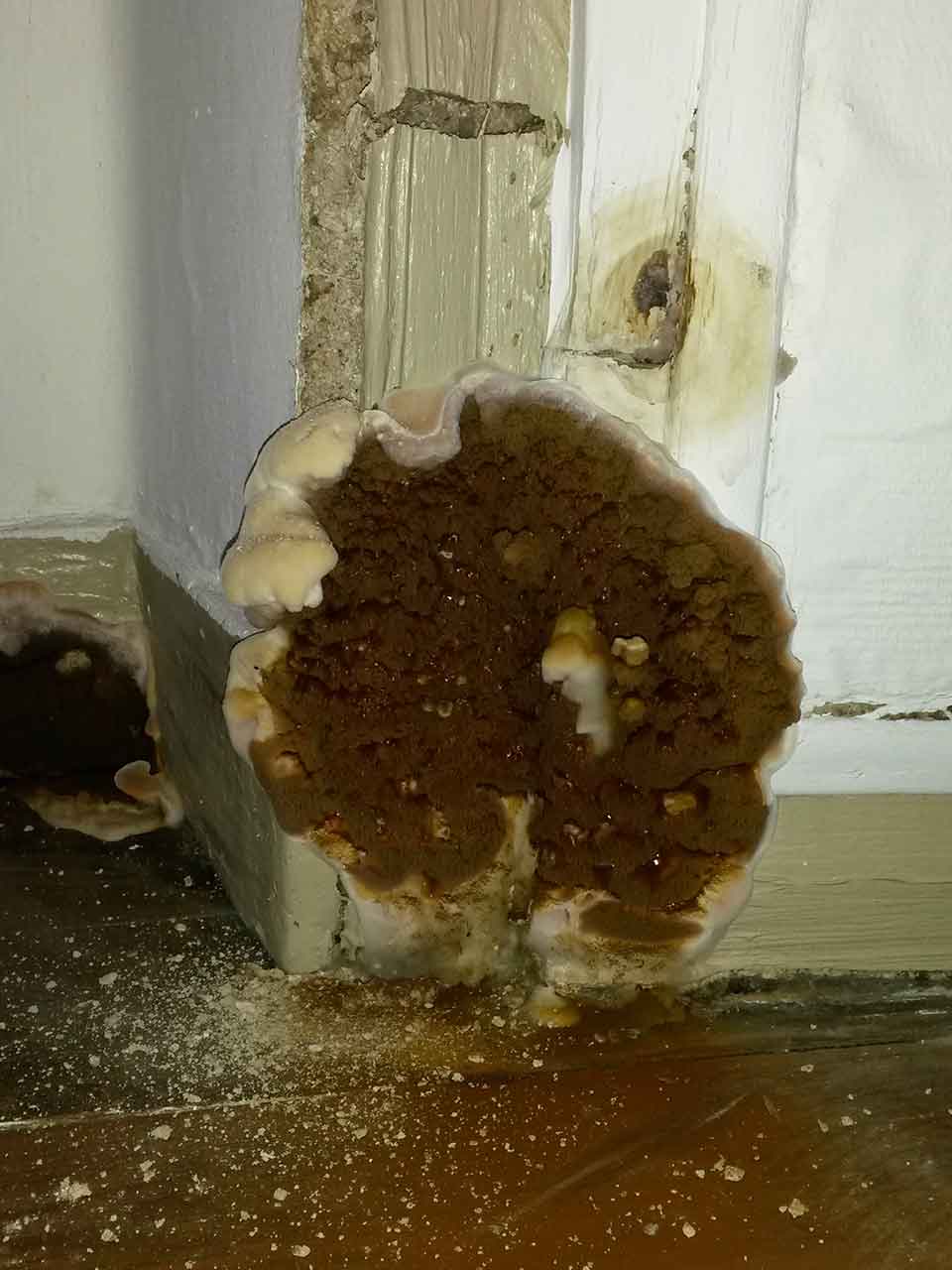 Fructification de merule sur mur