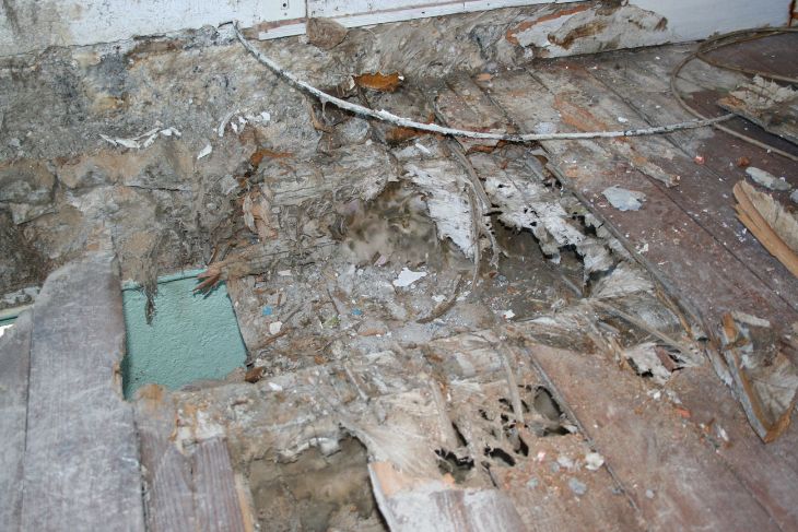 Plancher detruit par la merule