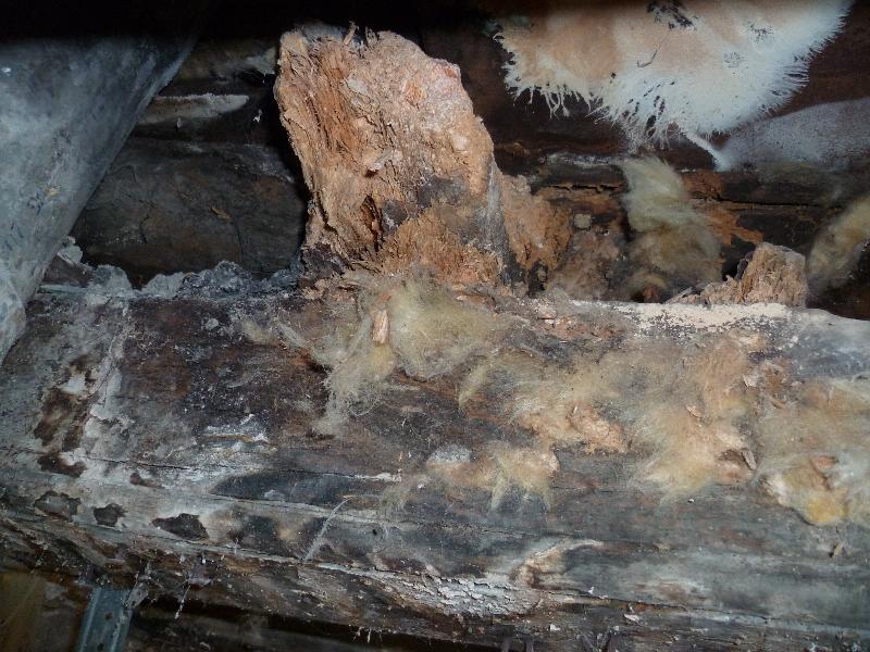 Merule sous plancher avec mycelium