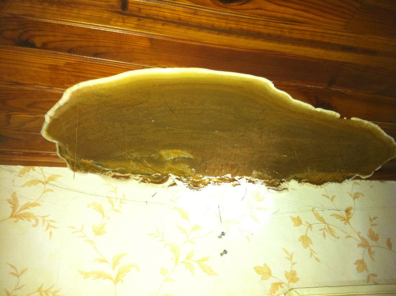 Grande fructification sous plafond bois