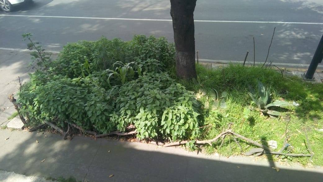 Milpa urbana en la banqueta