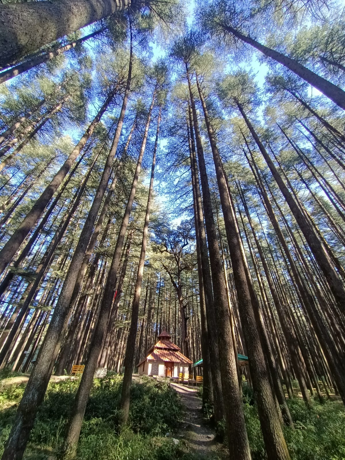 Majestic deodar forest with tall pine trees in Devalsari