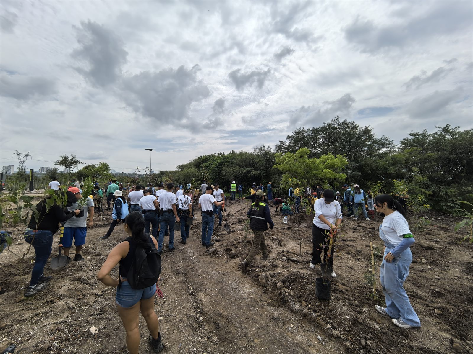 Jornada comunitaria en Parque La Queretana: numerosas personas plantando árboles jóvenes en un terreno amplio de tierra, con la ciudad al fondo bajo un cielo nublado.