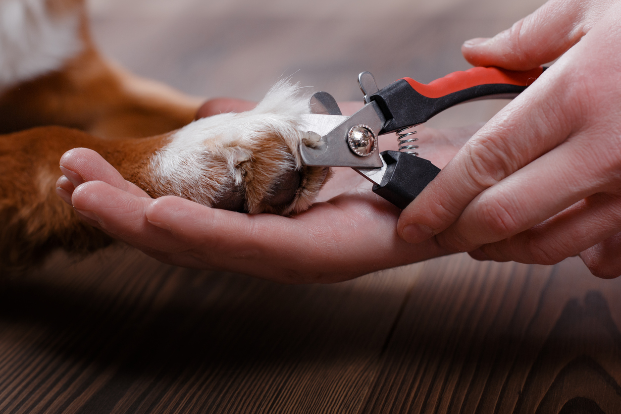 PawnPolish Service - Professional nail trimming