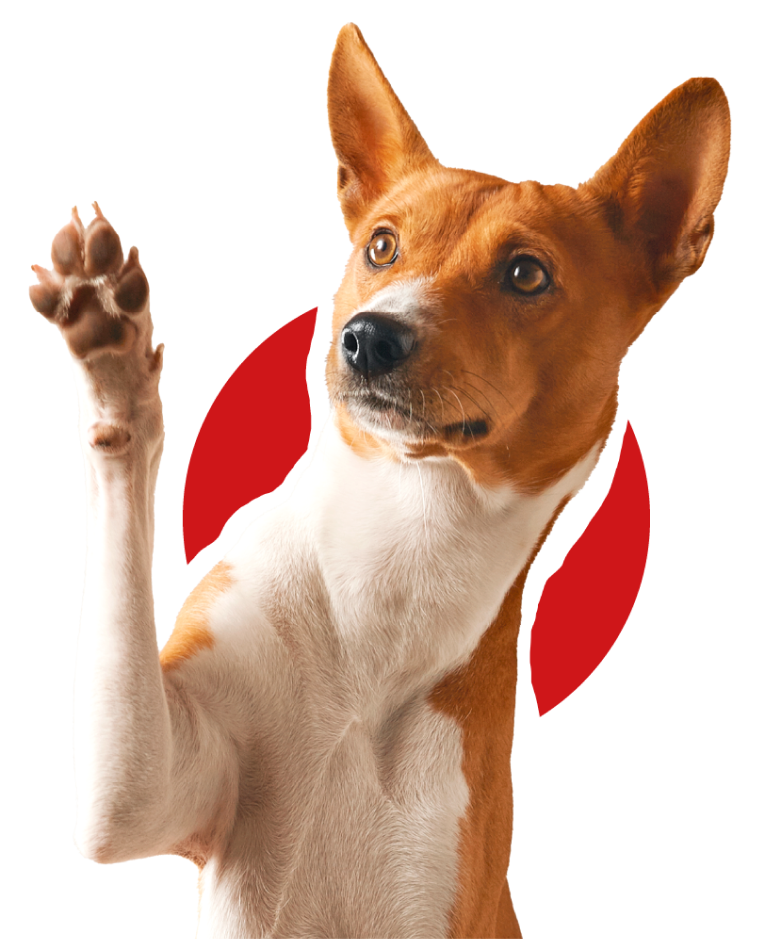 Happy Basenji Dog