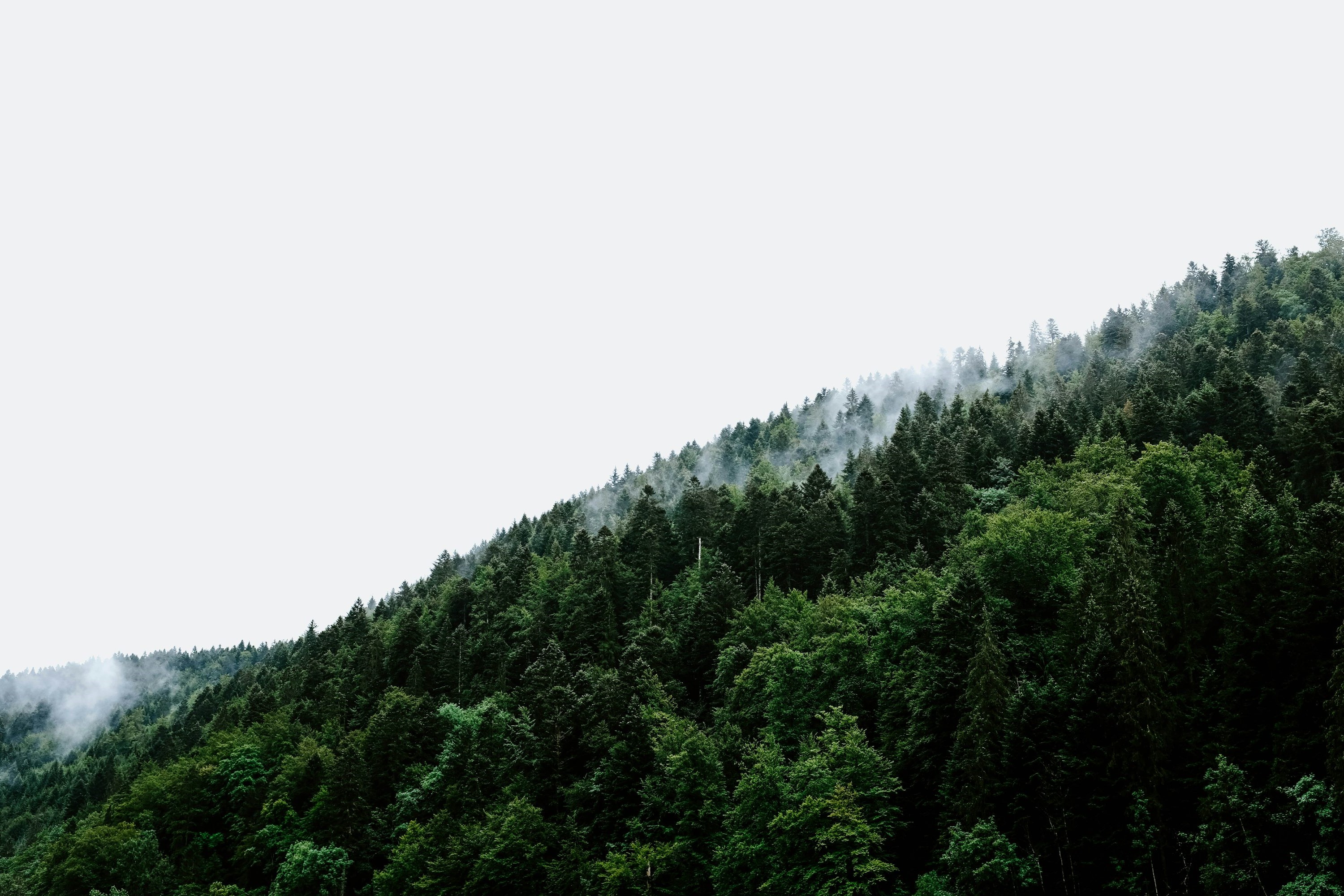 Misty mountain forest landscape