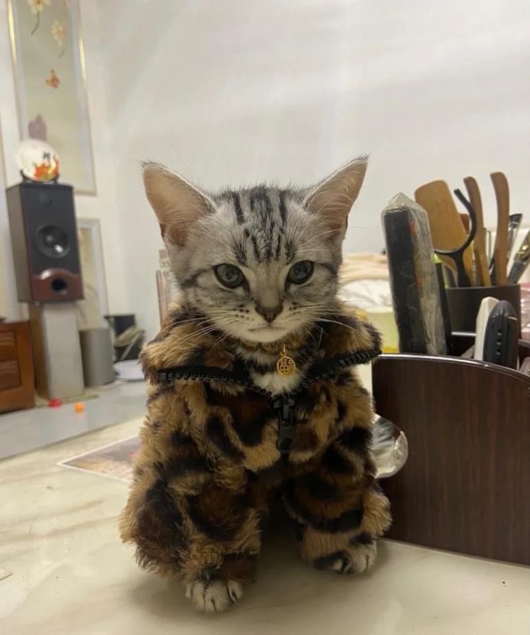 Cat Wif Jacket