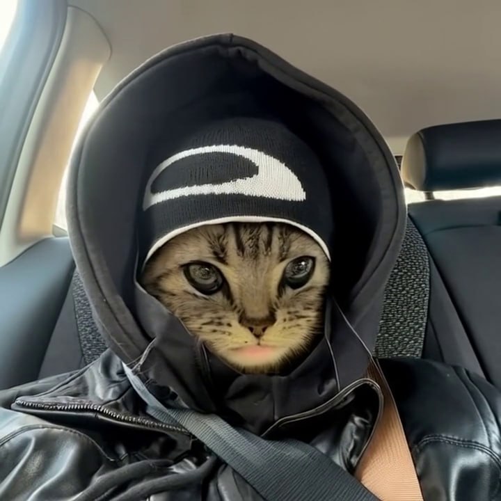 Cat Wif Jacket Meme 1