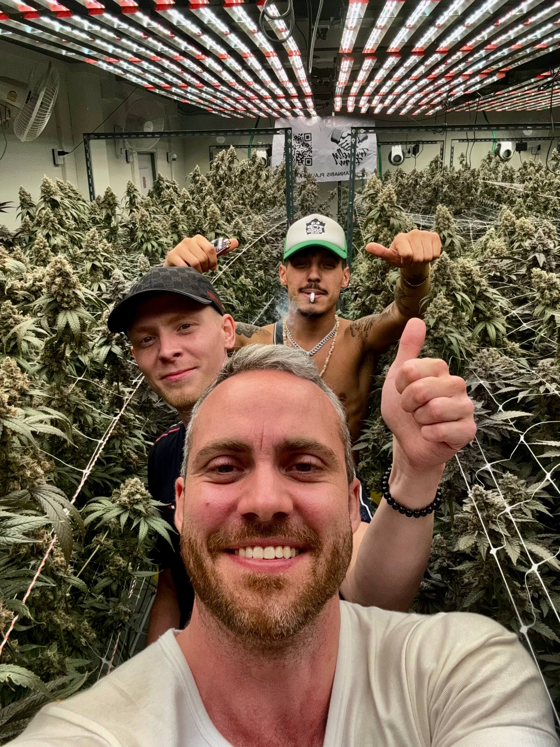 Trzech mężczyzn wśród roślin konopi pod lampami LED