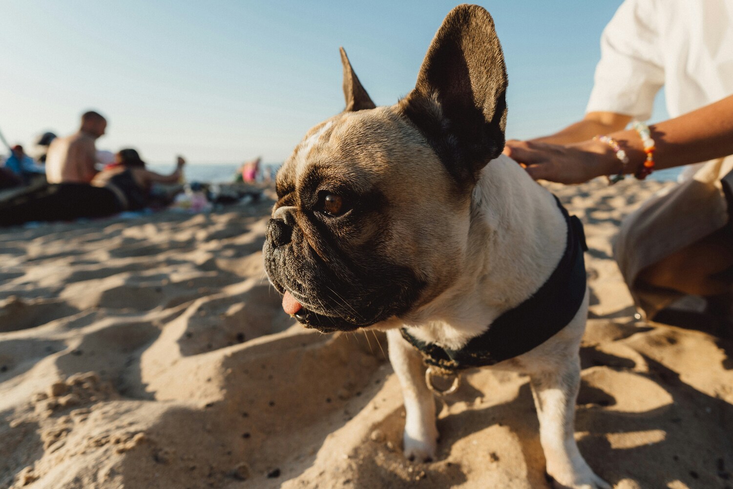 All You Need to Know About Animal Health Certificates (AHCs)