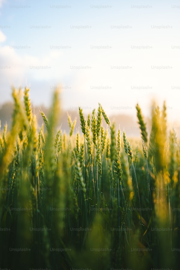 Quality wheat field