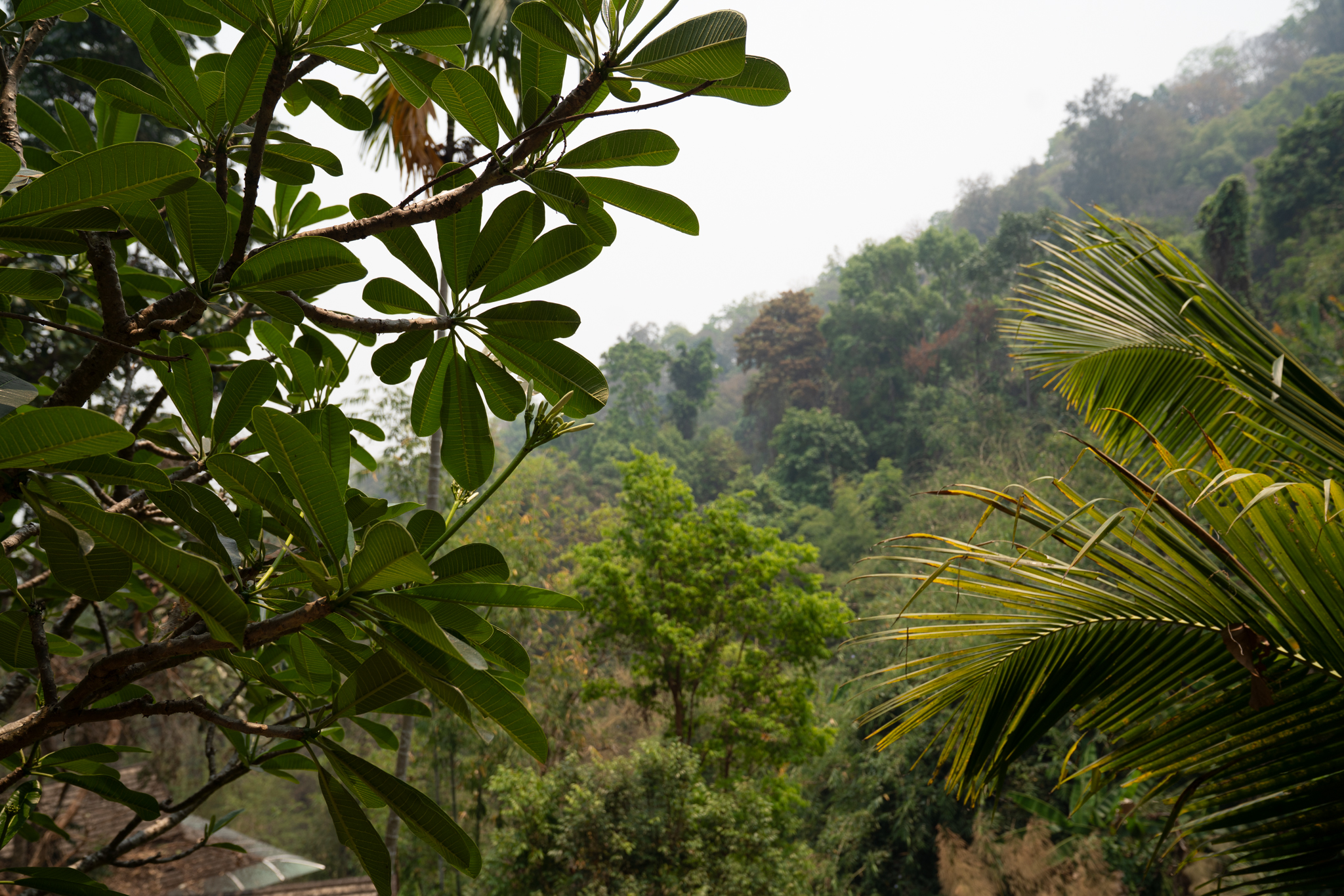Lush tropical foliage with misty mountains