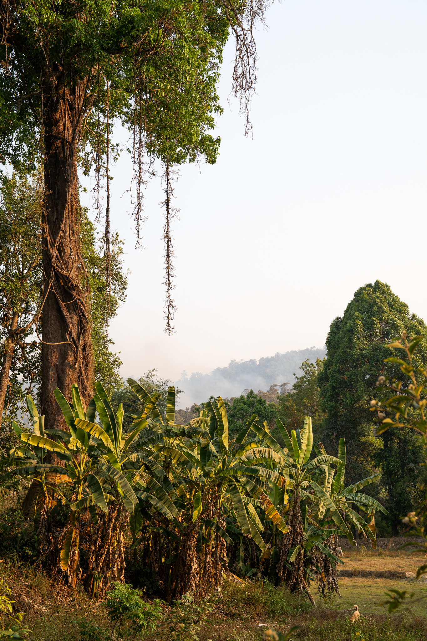 Misty tropical landscape with banana trees