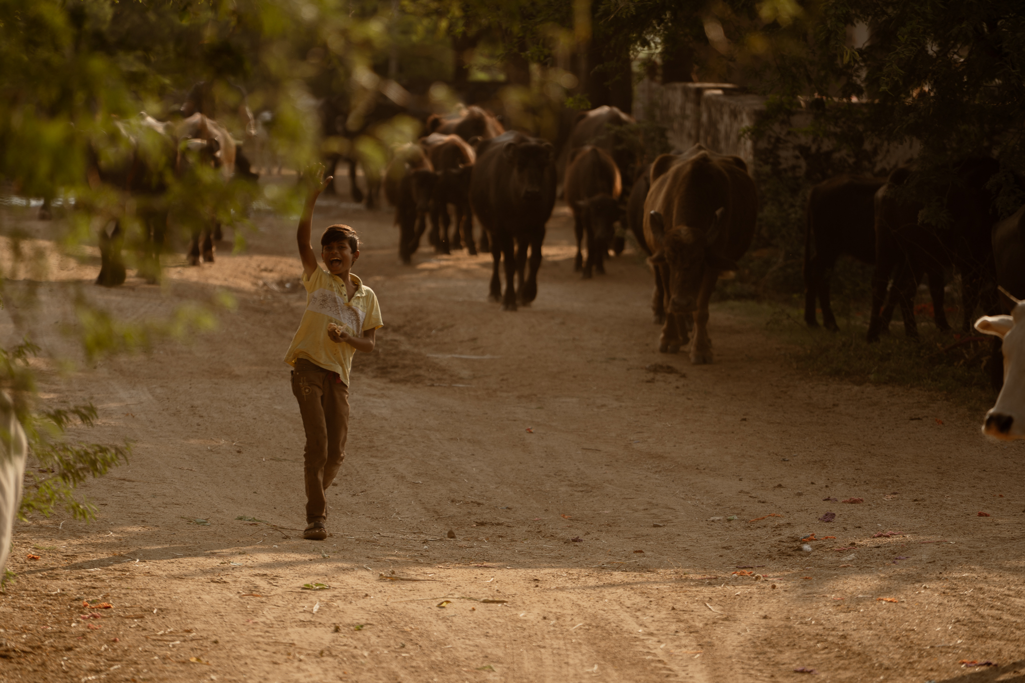 Boy running joyfully with cattle behind him